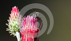 Bees Mating on a Hot Pink Flower