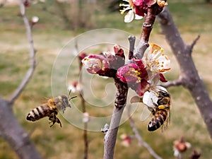Bees meet at a cherry tree for pollination