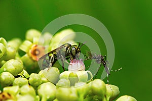 Bees and mosquitoes, Aarey Milk Colony