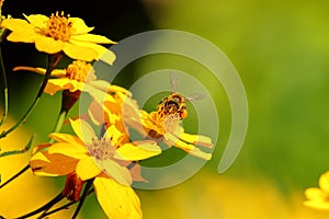 bees with a nectar bag