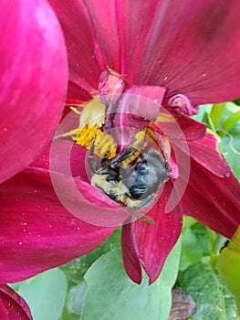 Bees nectar pollen flower nature plant pink beautiful dust