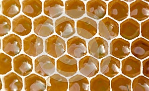 Nectar and honey in new comb