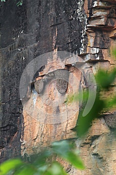 Bees Nest Hanging at cliffs of Tirathgarh Waterfall rock side