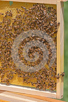 Bees occupied with building cells on a new wax foundation