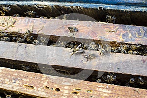 Bees on the old framework with honey
