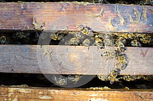 Bees on the old framework with honey