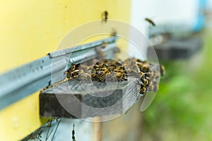 Bees at old hive entrance. Bees returning from honey collection to yellow hive. Bees at entrance. Honey-bee colony