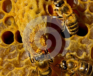 Bees opened cocoon queen bee