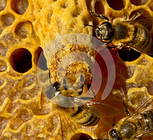 Bees opened cocoon queen bee