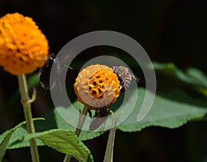 Bees on an orange ball tree flower, Buddleja globosa