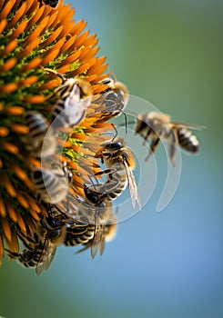 Bees on Orange Flower, Pollinating in Nature, Close-up View