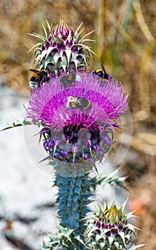 Bees over flowers weeds (closeup)