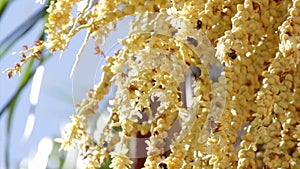 Bees palm tree pollination