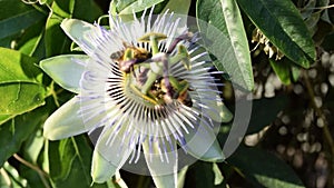 Bees on passion fruit flower