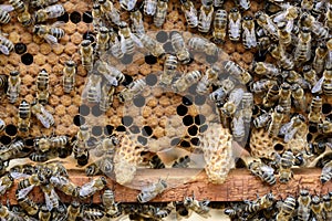 Bees are paying attention to the developing larva of the Queen Bee.