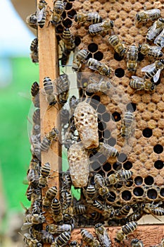 Bees are paying attention to the developing larva of the Queen Bee.