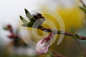 Bees and peach bloom - spring