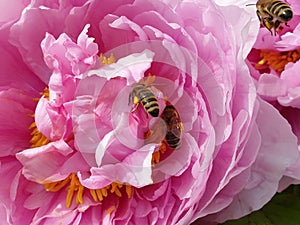 bees on peony flower - pollination