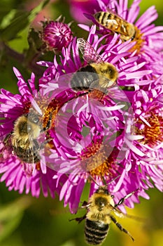 Bees on pink aster flowers in Newbury, New Hampshire