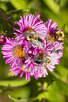 Bees on pink aster flowers in Newbury, New Hampshire