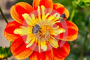 bees polenating a red orange and yellow petalled flower