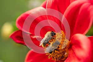 Bees polinating red dahlia flower