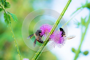 Bees on pollen in forest