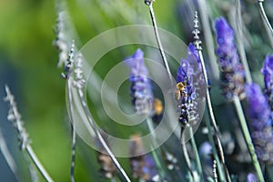 Bees pollenating lavender flowers