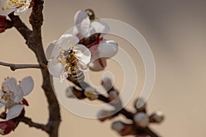 Bees pollinate apricot tree in early March Bee on flower buds in early winter photo