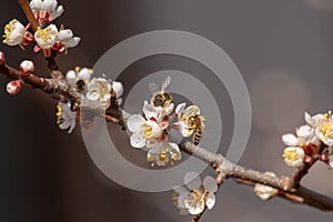 Bees pollinate apricot tree in early March Bee on flower buds in early winter photo