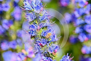 The bees pollinate the bright purple lupine in the morning