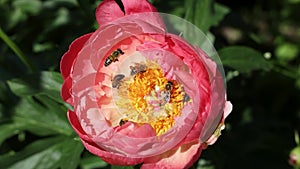 Bees pollinate a coral peony flower. Coral charm