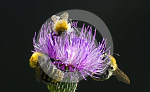 Bees pollinate a flower, mÃÂ©hecskÃÂ©k beporozzÃÂ¡k a virÃÂ¡got photo