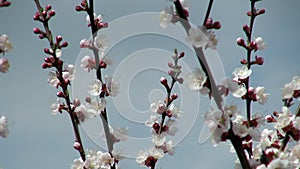 Bees pollinate flowering apricot