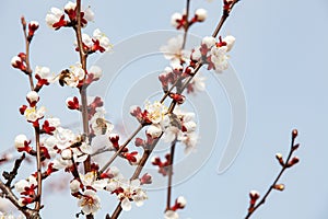 Bees pollinate a flowering apricot branch. Beekeeping and fruit growing problems. Close-up