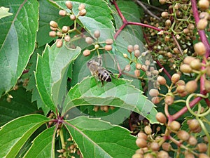 Bees pollinate grapes pyatilistochkovy