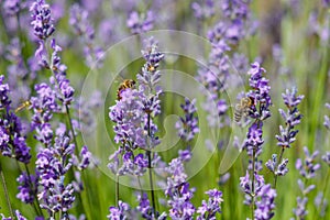 Bees pollinate lavender