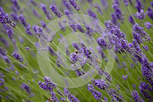 Bees pollinate lavender flowers