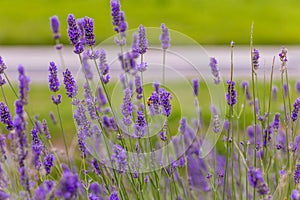 Bees pollinate lavender flowers