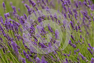 Bees pollinate lavender flowers