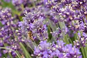Bees pollinate lavender flowers in a lavender field. Close-up.