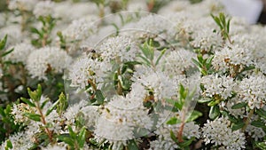 Bees pollinate Ledum marsh. Close-up of white flowers of Ledum