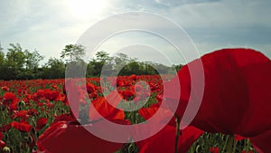 Bees pollinate the poppy field