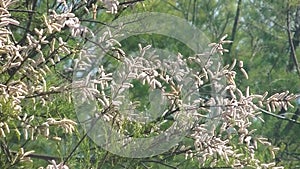 Bees pollinate spring flowering branches with Tamarix africana catkins swaying in the wind.