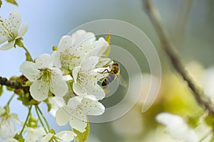 Bees pollinate white flowers photo