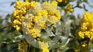 Bees pollinate yellow bushes flowers on a sunny day slow motion