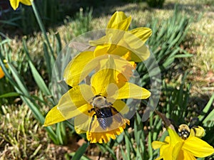 Bees Pollinating Daffodils in March
