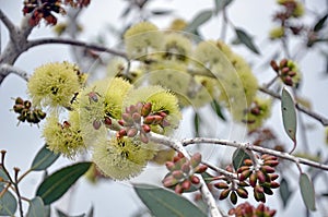 Bees pollinating Eucalyptus desmondensis flowers