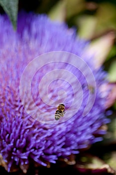 Bees pollinating a flower