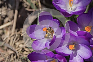 The bees is pollinating the flower of saffron